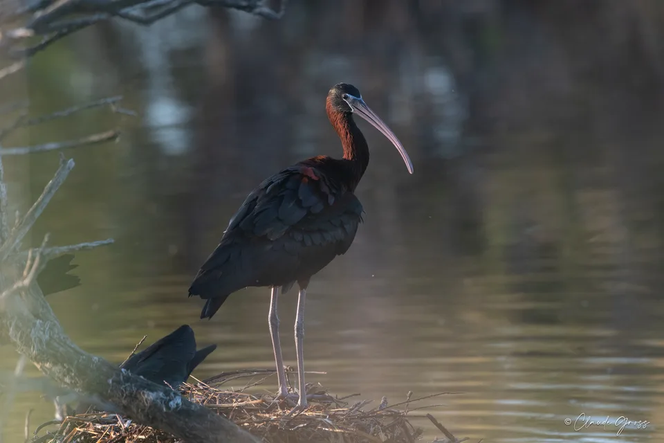 Ibis falcinelle