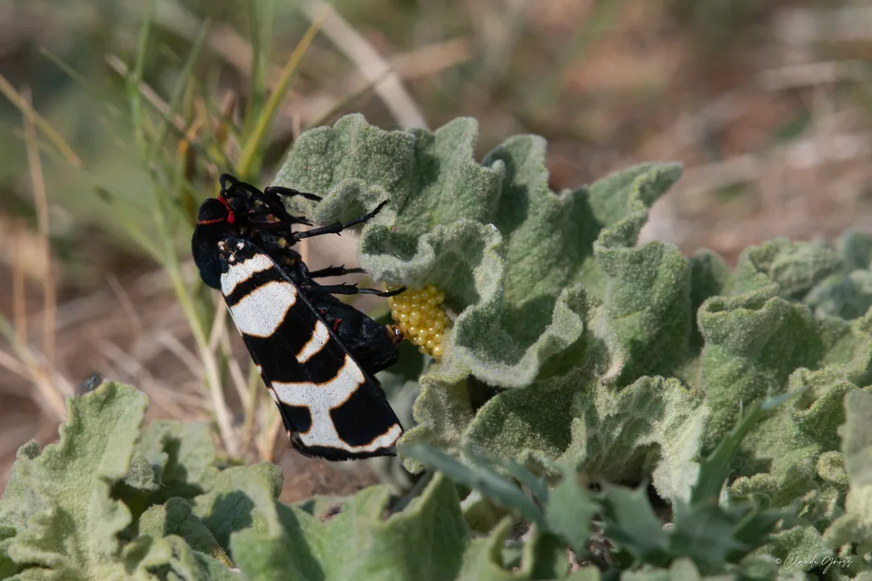 Arctia festiva