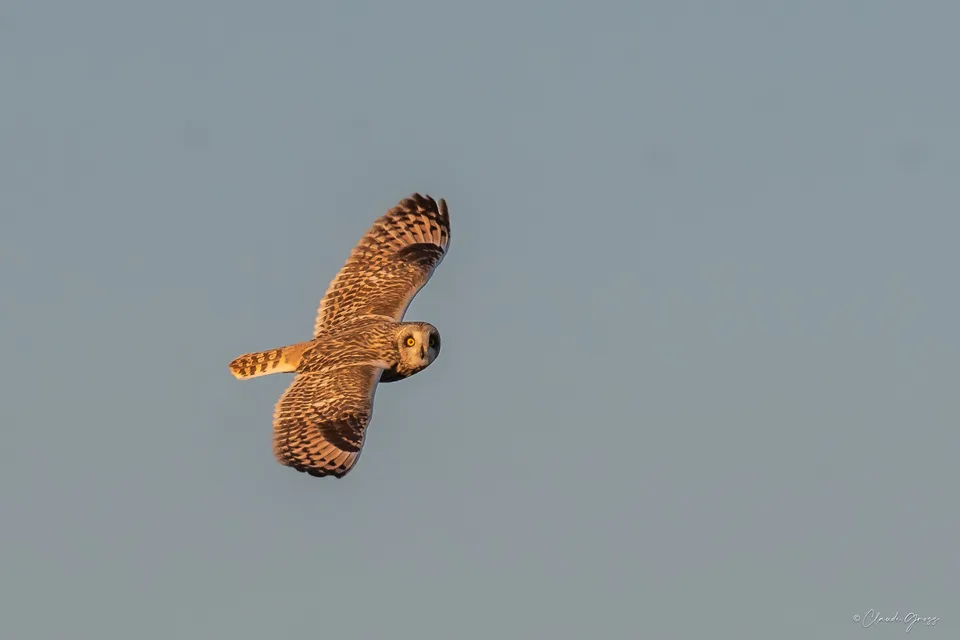 Hibou des marais