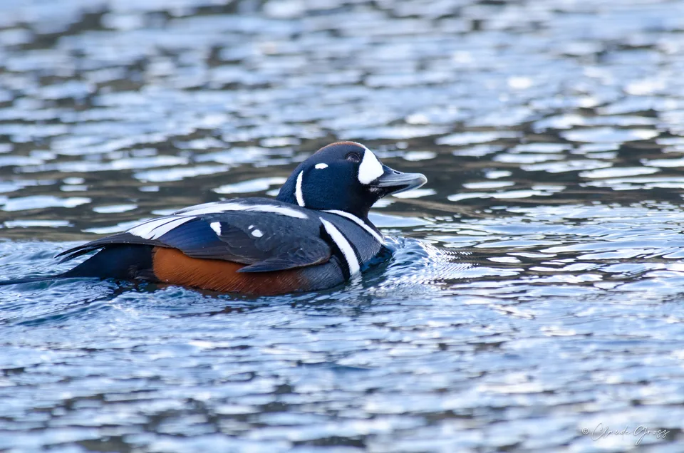 Arlequin plongeur