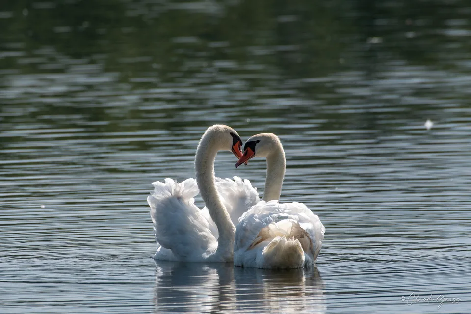Cygne tuberculé