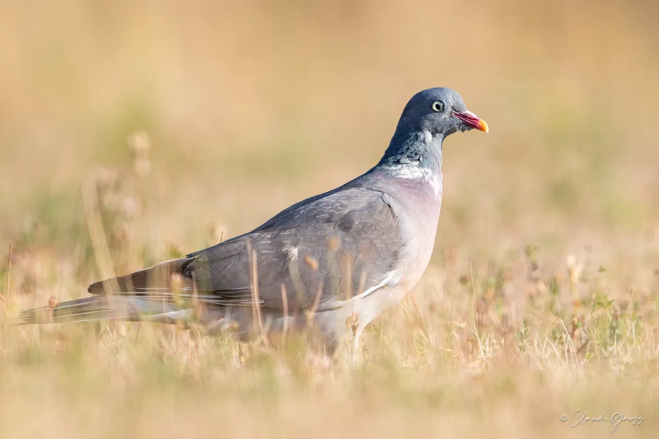 Pigeon ramier