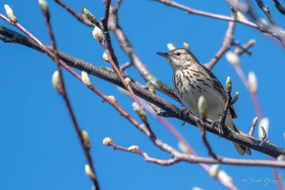 Pipit des arbres