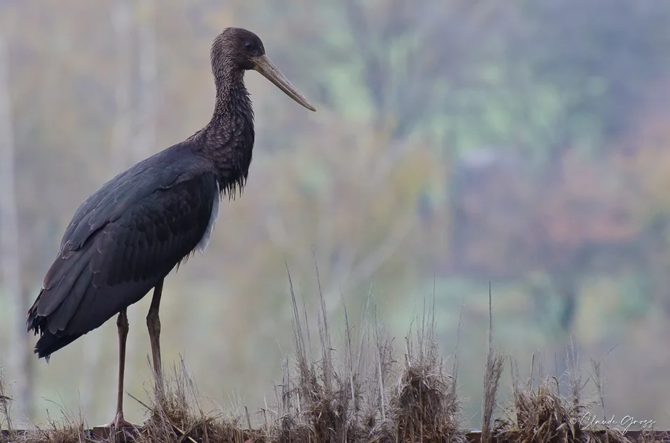 Cigogne noire