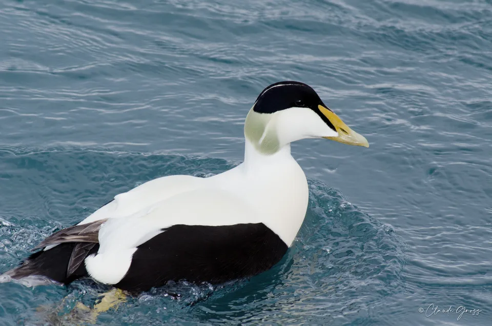 Eider à duvet