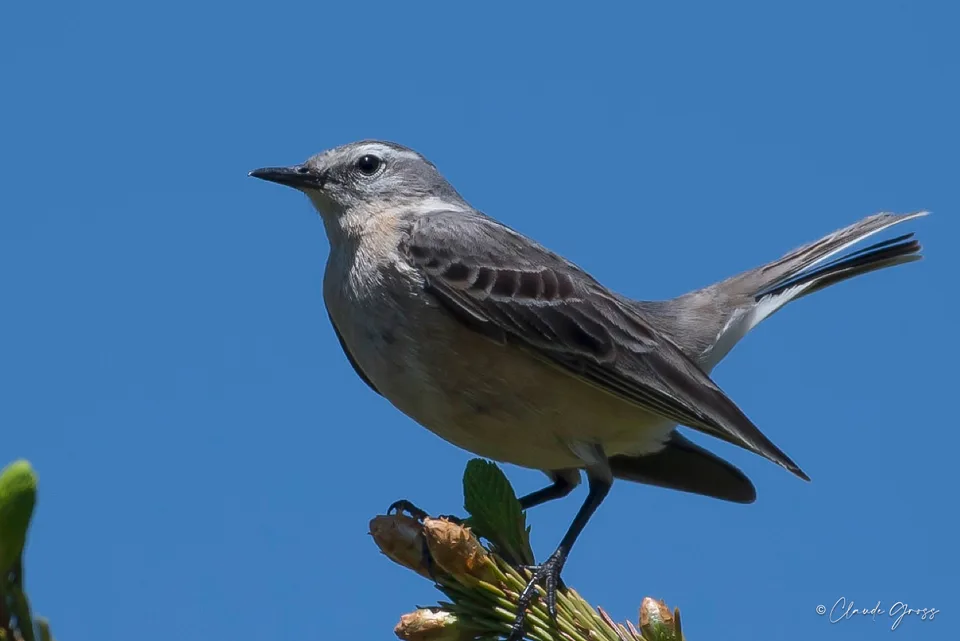 Pipit spioncelle