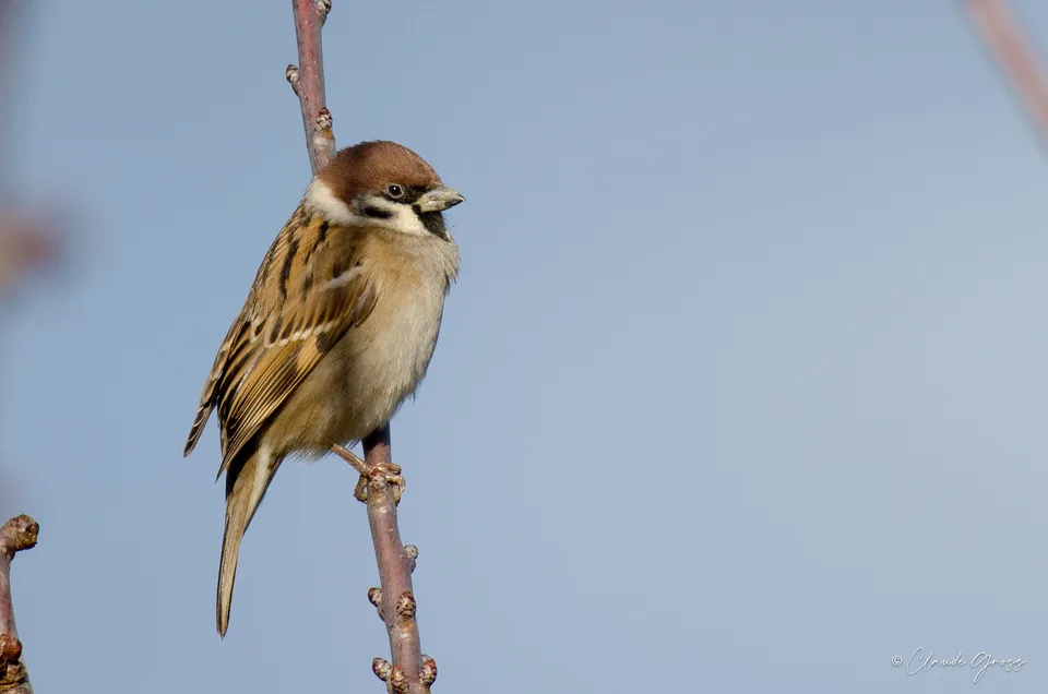 Moineau friquet