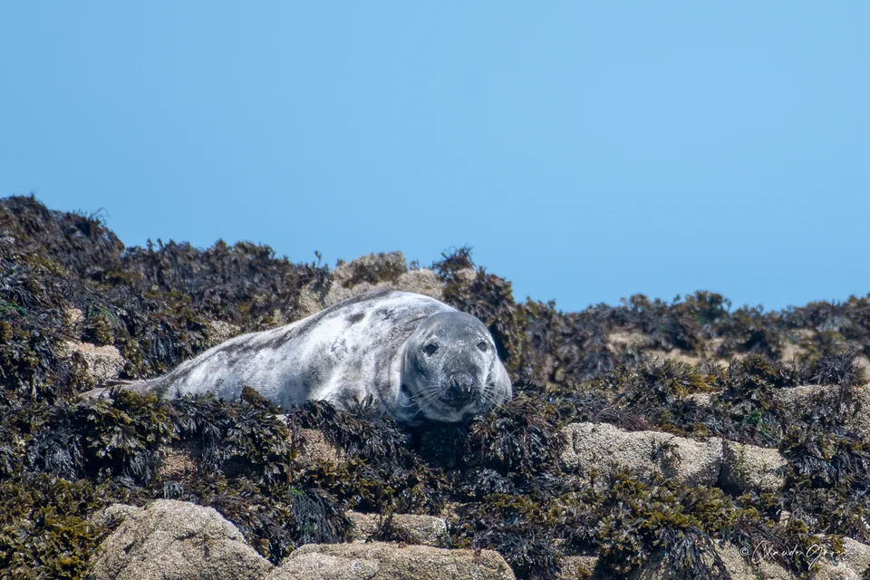 Phoque gris