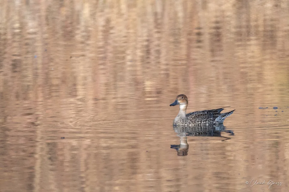 Canard pilet
