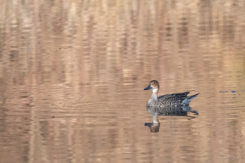 Canard pilet ♀