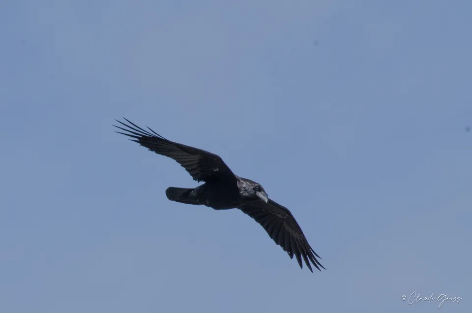 Grand Corbeau