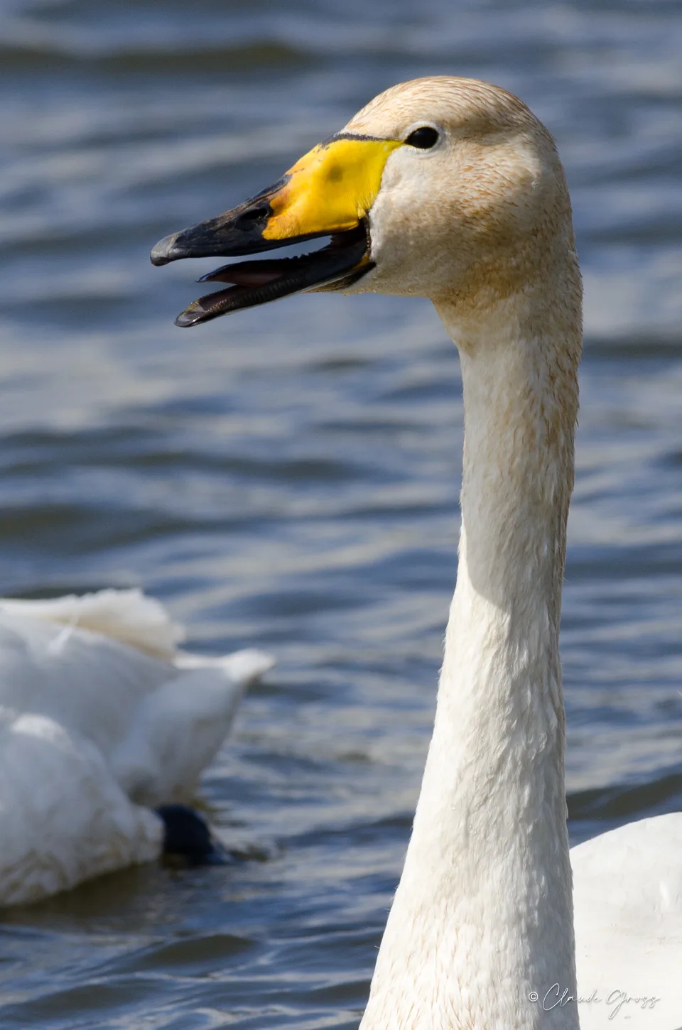 Cygne chanteur