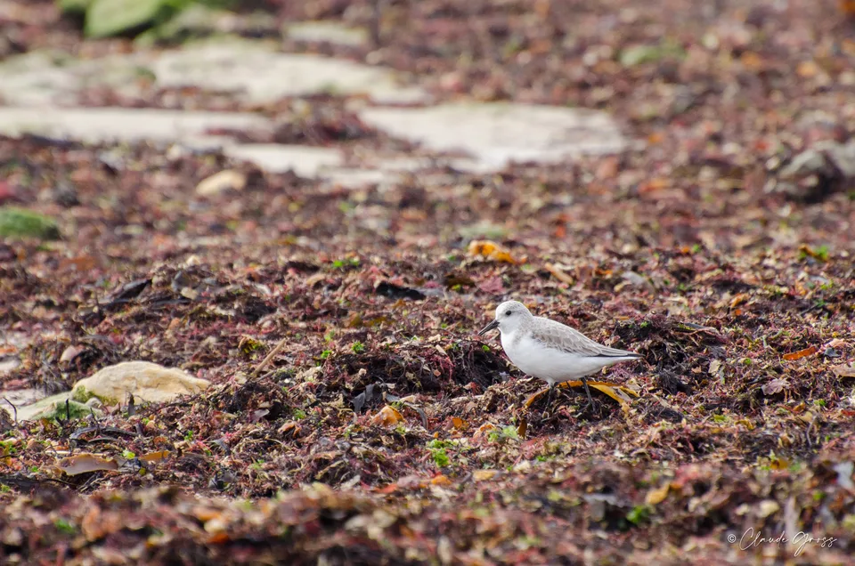 Bécasseau sanderling