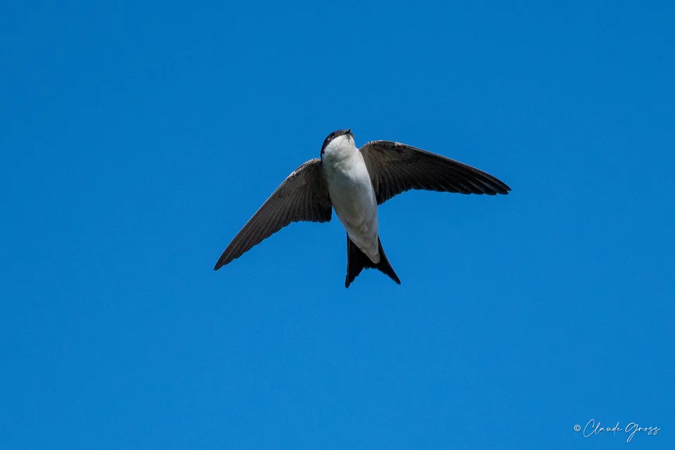Hirondelle de fenêtre