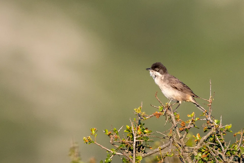 Fauvette orphée