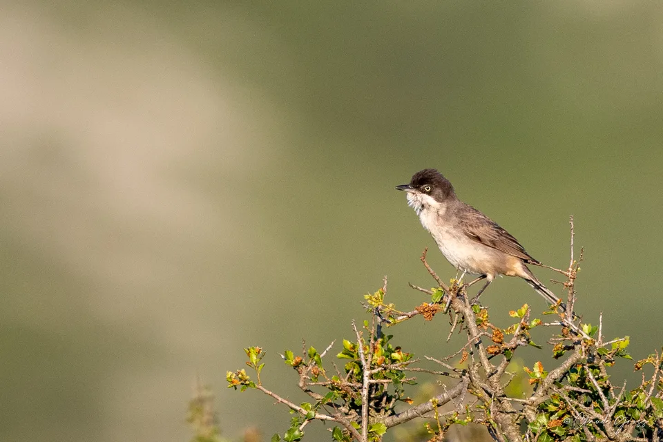 Fauvette orphée