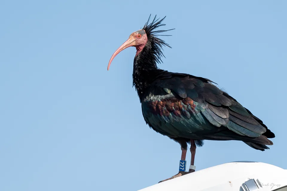 Ibis chauve