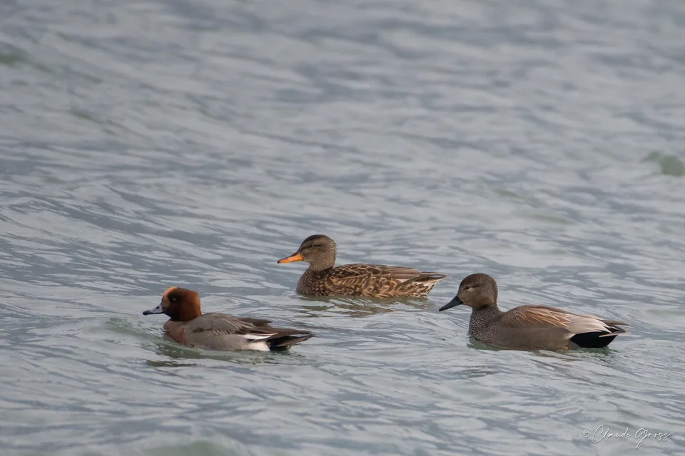 Canard siffleur