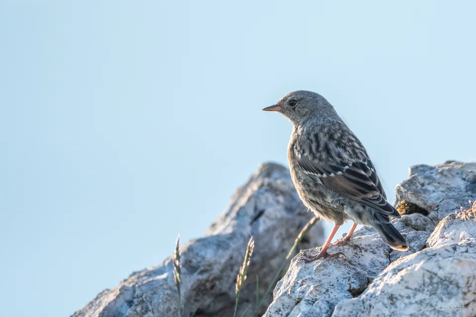 Accenteur alpin