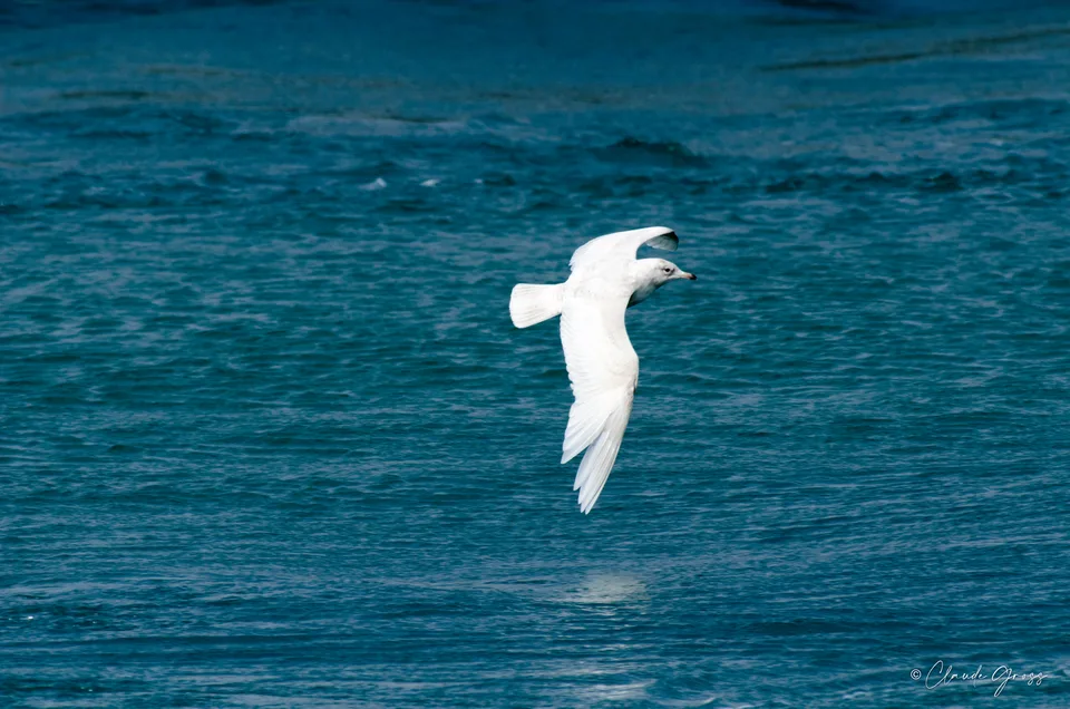 Goéland à ailes blanches