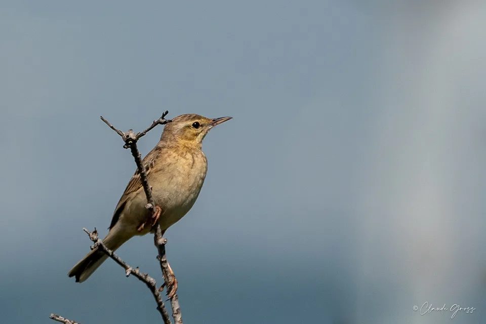 Pipit rousseline