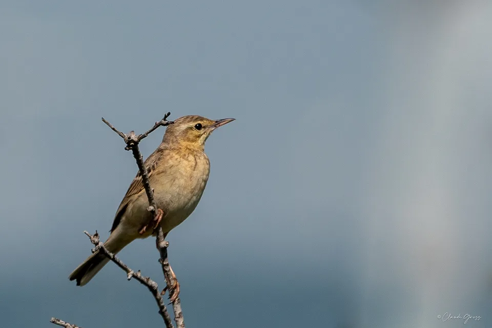 Pipit rousseline