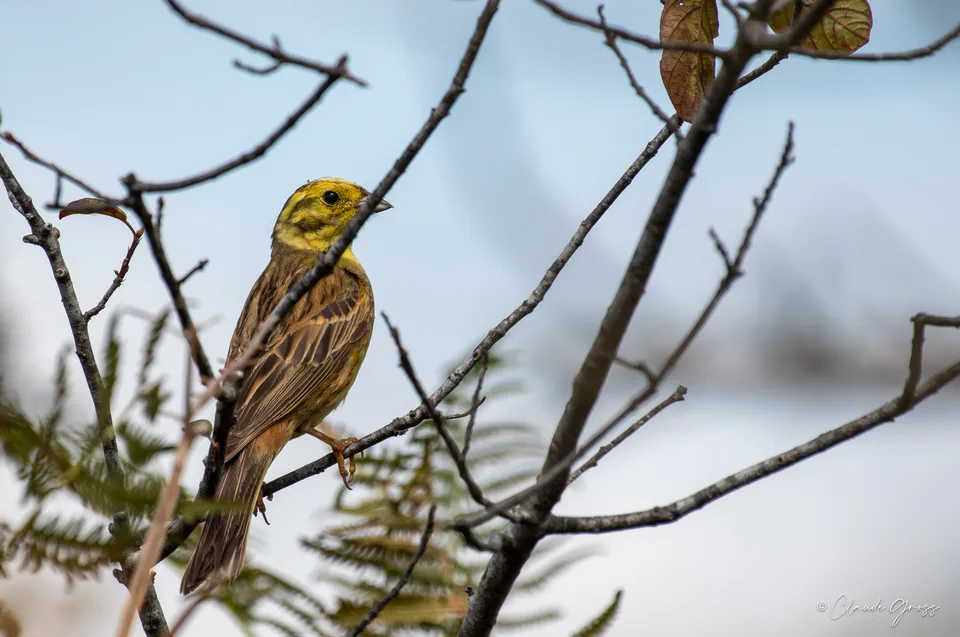 Bruant jaune