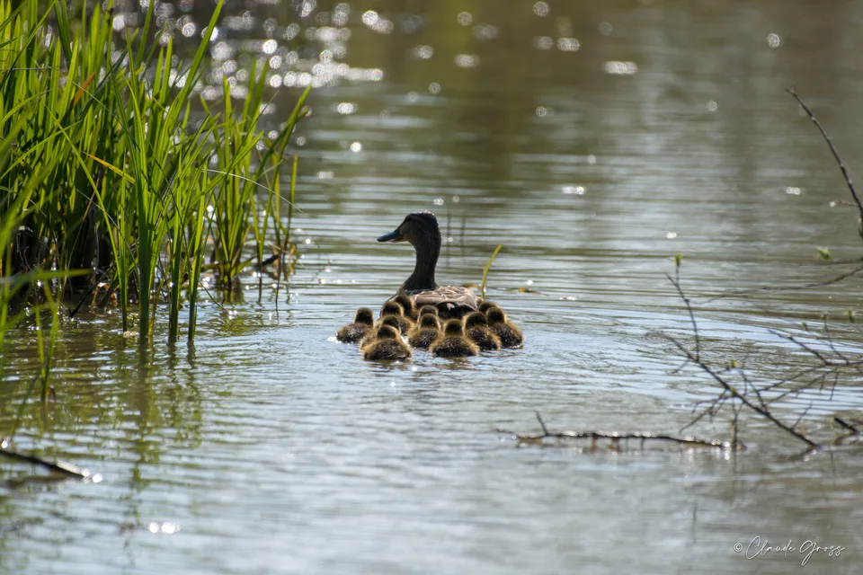 Canard colvert