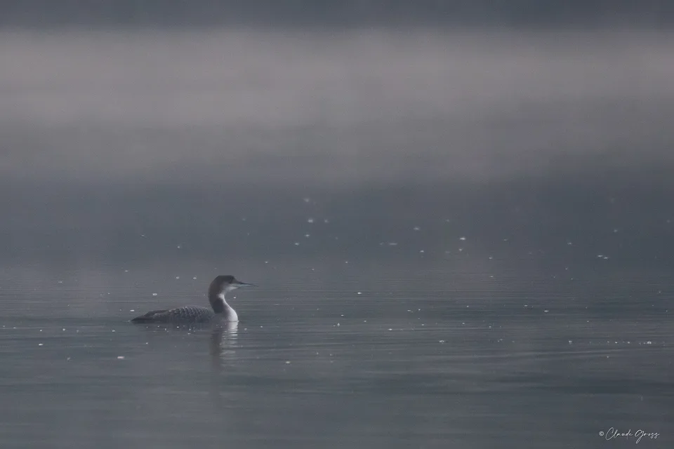 Plongeon imbrin