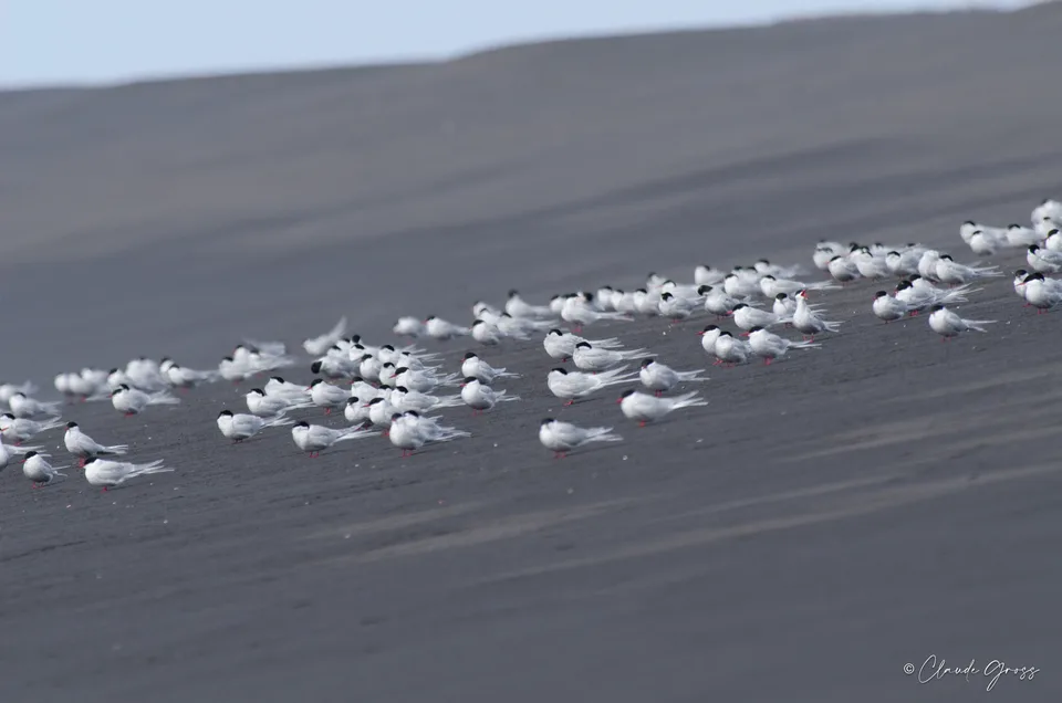 Sterne arctique