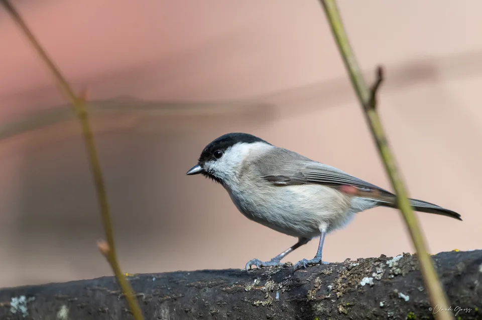 Mésange nonnette