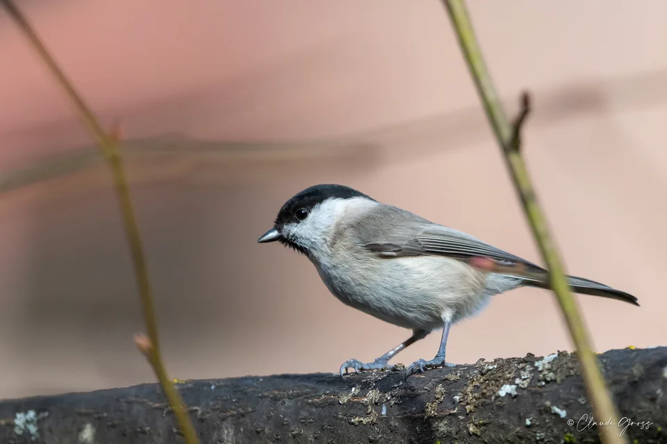 Mésange nonnette