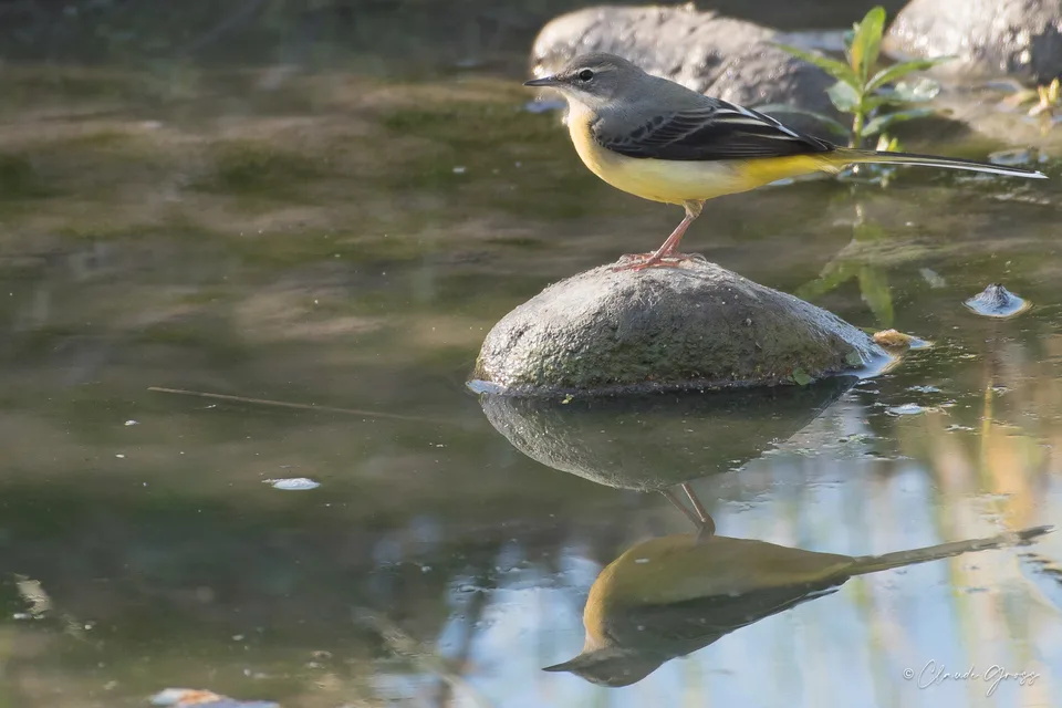 Bergeronnette des ruisseaux