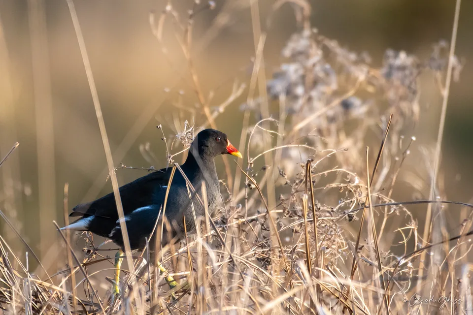 Gallinule poule-d'eau