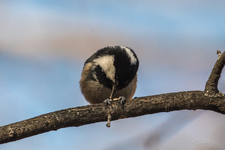 Mésange noire