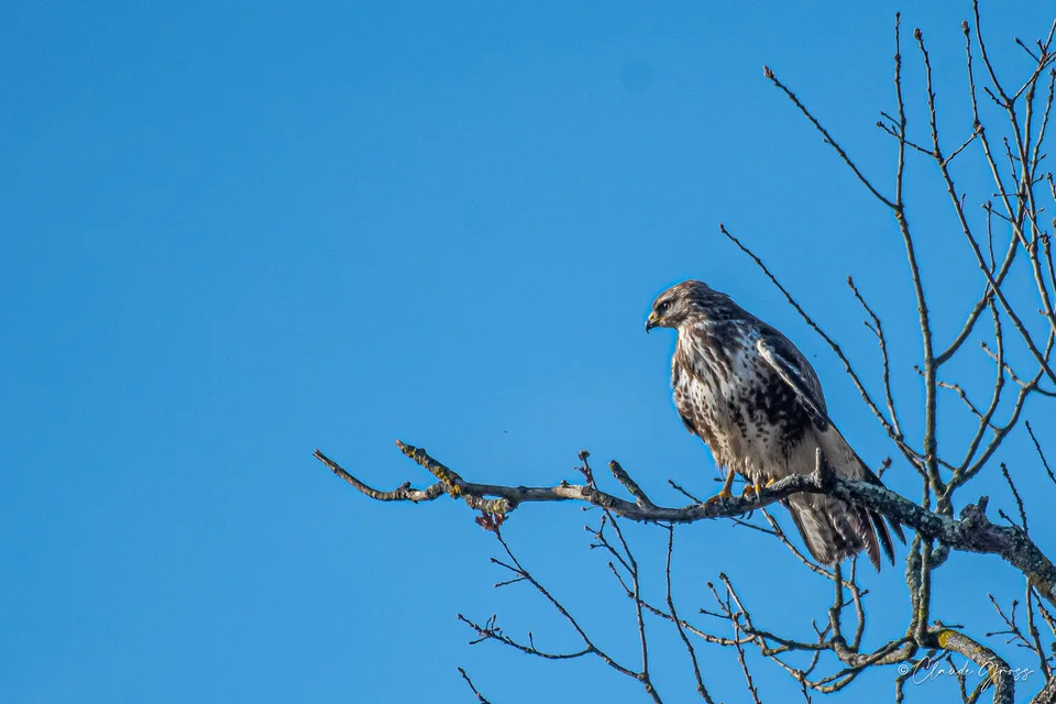 Buse variable