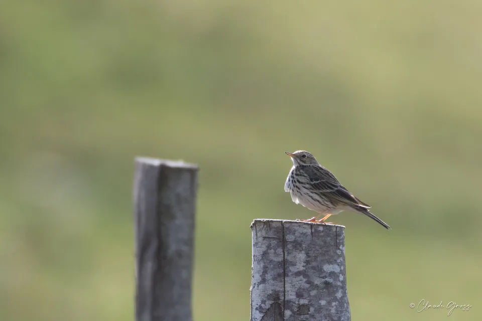 Pipit farlouse