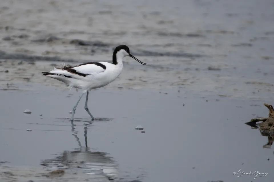 Avocette élégante