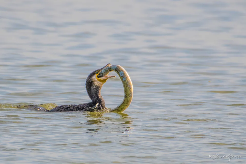 Grand Cormoran