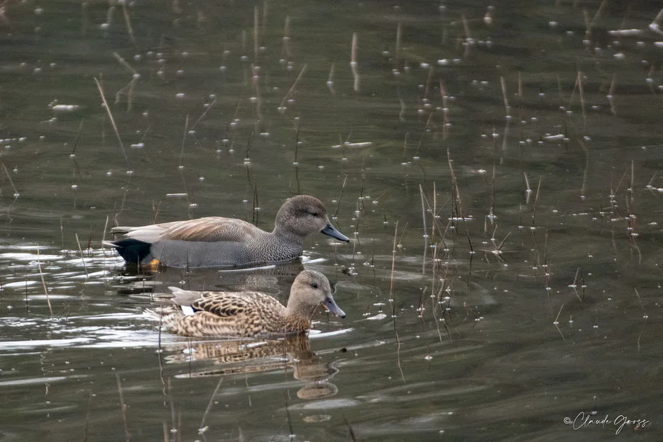 Canard chipeau