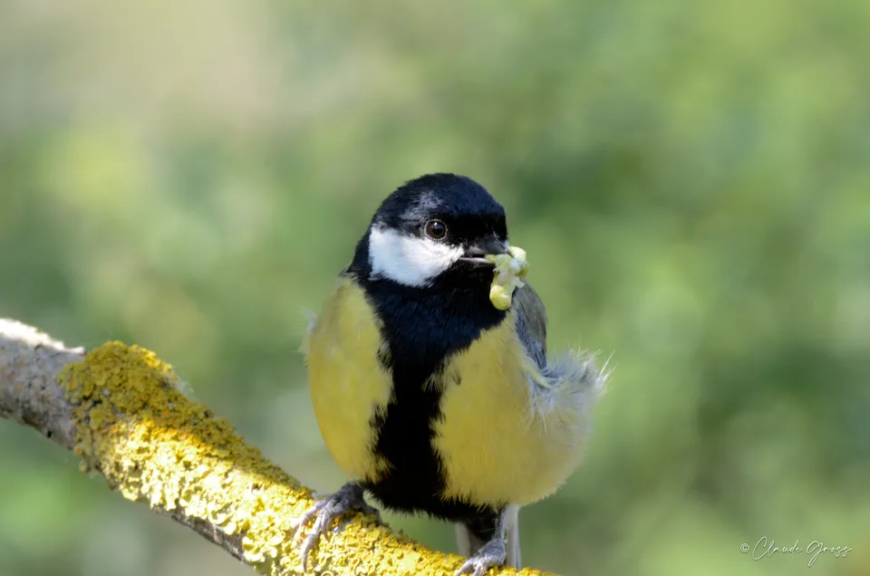Mésange charbonnière