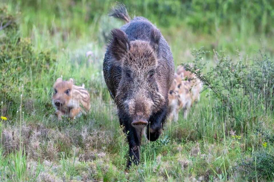 Sanglier