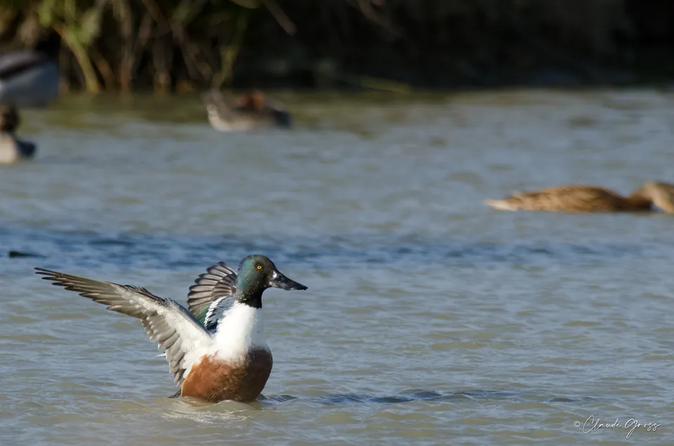 Canard souchet