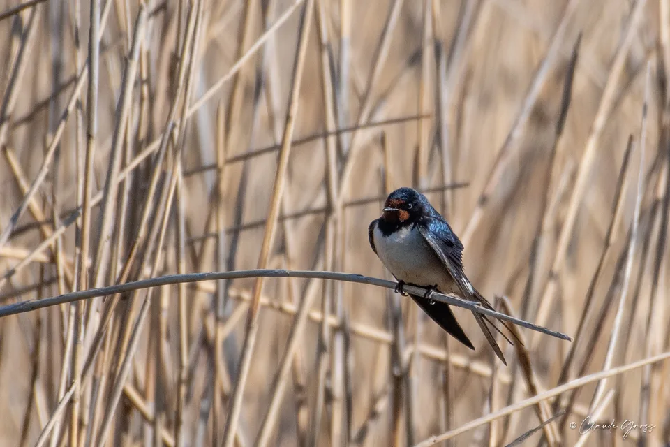 Hirondelle rustique
