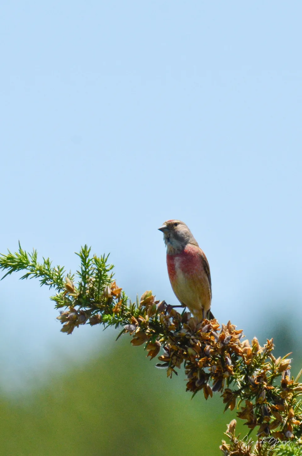 Linotte mélodieuse