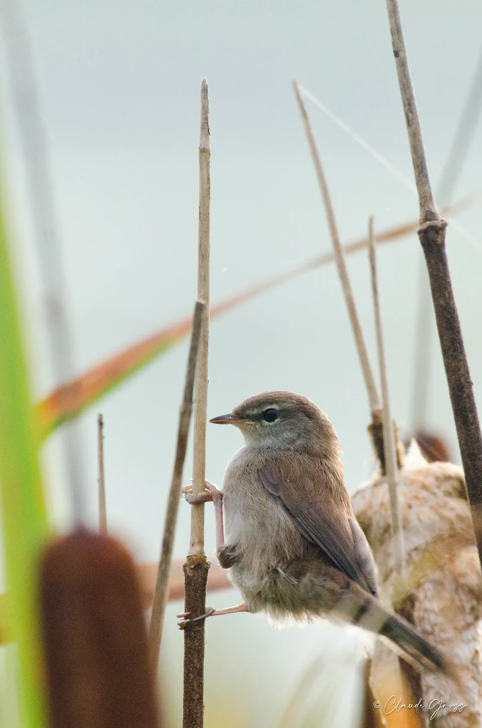 Bouscarle de Cetti