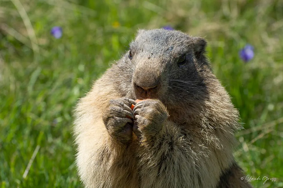 Marmotte
