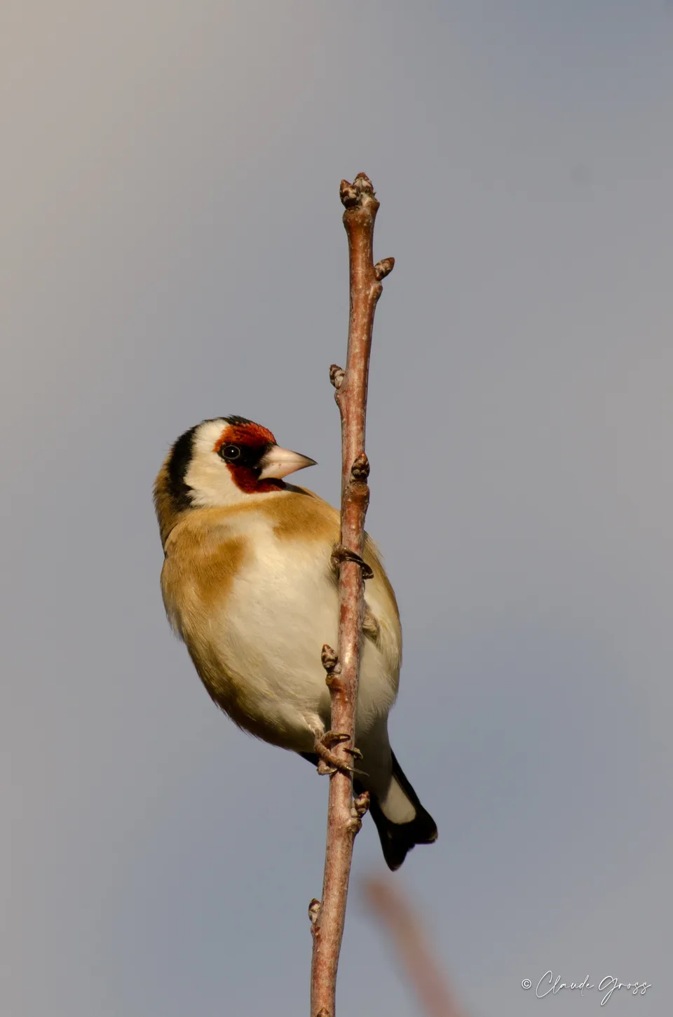Chardonneret élégant