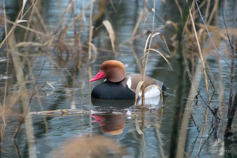 Nette rousse