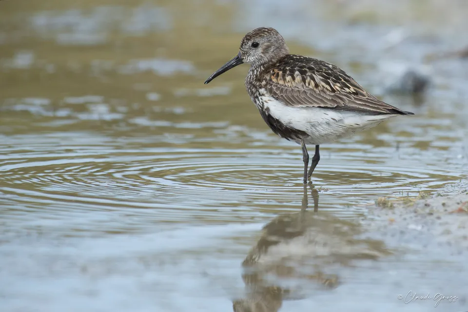Bécasseau variable